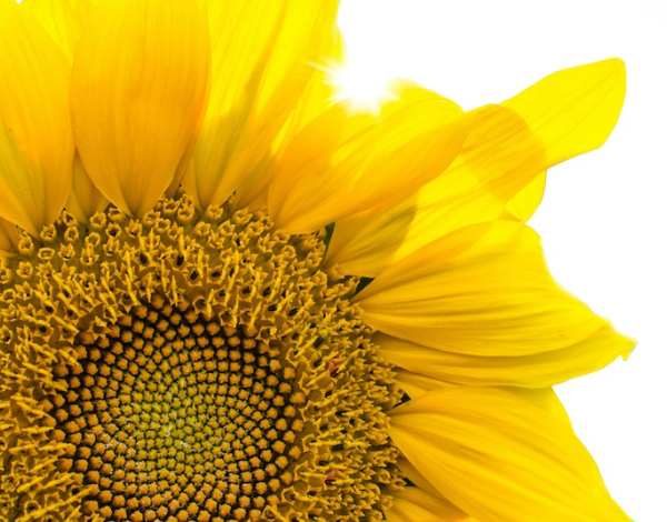 A close-up of a sunflower on a white background with the sun peeking through the petals